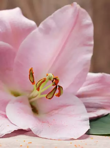 Lilia (Lilium) 'Spring Pink' 1 szt.