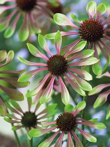 Jeżówka (Echinacea purpurea) 'Green Twister'