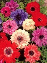 Zawilec (Anemone coronaria) 'St. Brigid' Mix 5 szt.