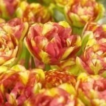 Tulipan (Tulipa) 'Sundowner'