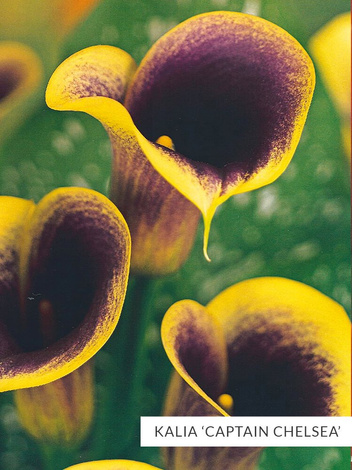 Zestaw Kalie 'Captain'