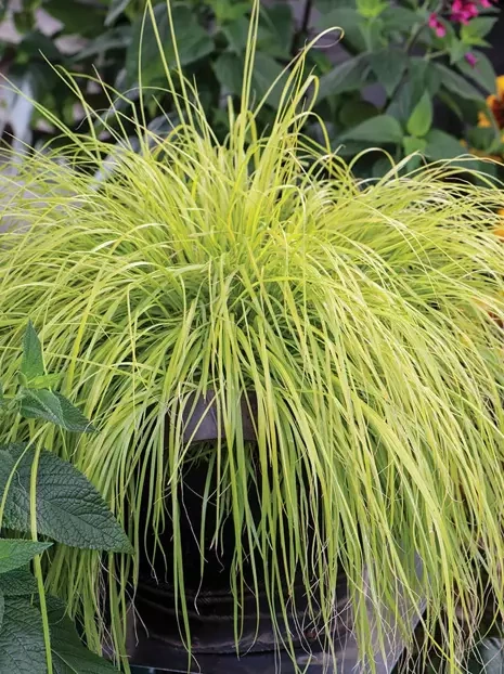 Rozplenica japońska (Pennisetum) 'Lumen Gold' 1 szt.