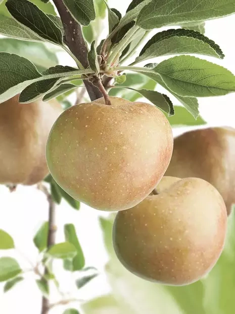 Jabłoń karłowa 'Szara Reneta'