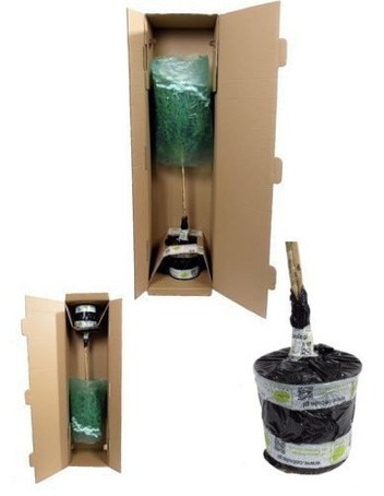 Hortensja Różowa Wielkie Sadzonki - 60 cm Wysokości