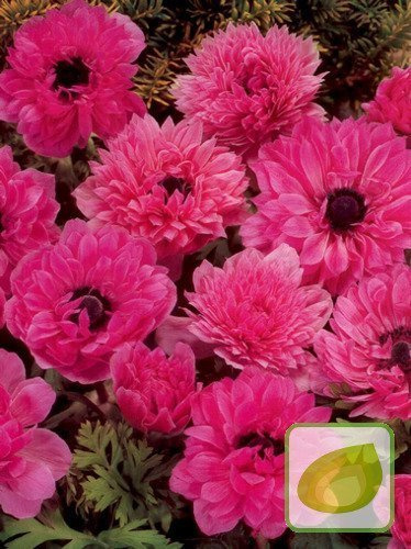 Zawilec (Anemone) Admiral