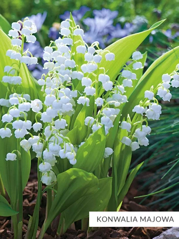 Zestaw Kolekcja Biała 10 szt.