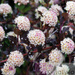 Pęcherznica (Physocarpus) - Krzew Ozdobny