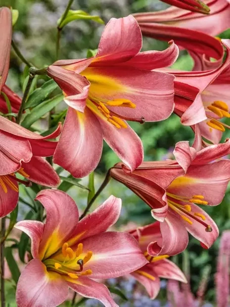 Lilia (Lilium) Pink Perfection