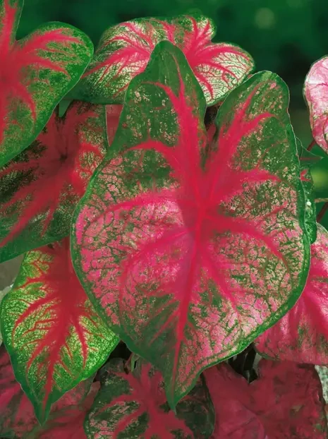 Obraźnica | Kaladium (Caladium) 'Fannie Munson'