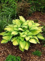 Funkia (Hosta fortunei) 'Gold Standard'