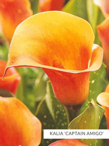 Zestaw Kalie 'Captain'