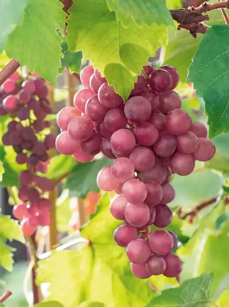 Winorośl (Vitis) Rożowa bezpestkowa