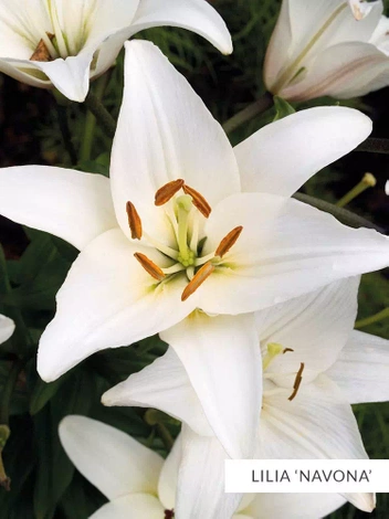 Zestaw Lilie Azjatyckie