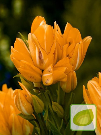 Kolekcja Tulipany Bukietowe