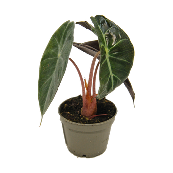 Alokazja Pink Dragon (Alocasia baginda pink dragon)