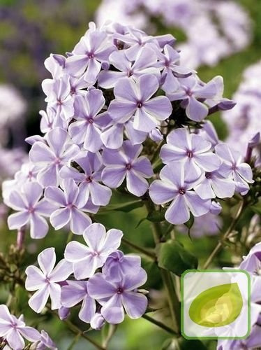Floks (Phlox) 'All In One'