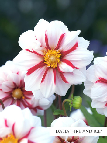 Zestaw Dalie Anemonowe