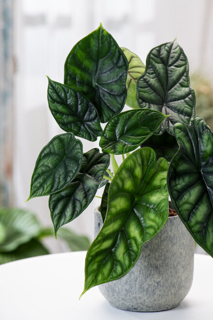 Alokazja Dragon Scale (Alocasia baginda dragon scale)