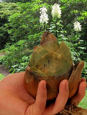 Lilia Himalajska (Cardiocrinum Giganteum)