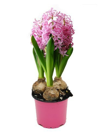 Zestaw Świątecznych Roślin Doniczkowych