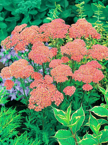 Krwawnik (Achillea) 'Altrosa' 1 szt.