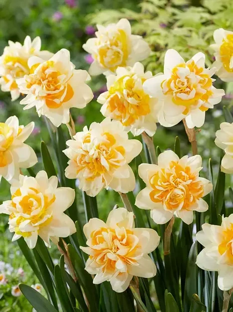 Narcyz Bukietowy (Narcissus) 'Peach Cobbler' 4 szt.