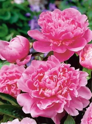 Piwonia chińska (Paeonia lactiflora) 'Edulis Superba'