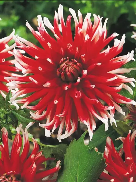 Dalia (Dahlia) 'Friquolet'