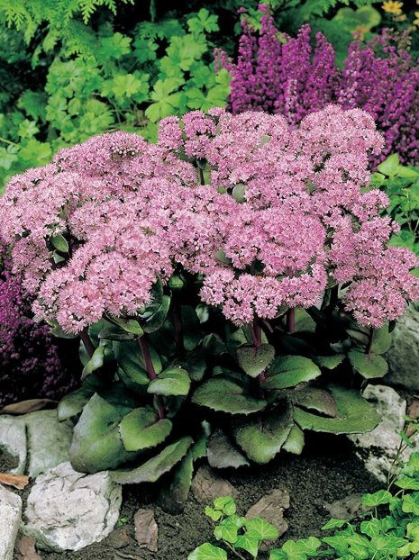 Rozchodnik okazały (Sedum spectabile) 'Matrona'