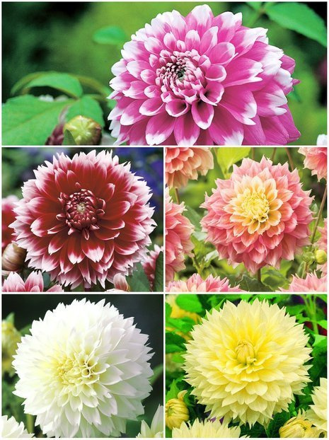 Zestaw Dalie Strzępiaste