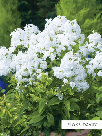 Zestaw Kolekcja Biała 10 szt.