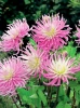 Dalia (Dahlia) 'Star's Favourite'