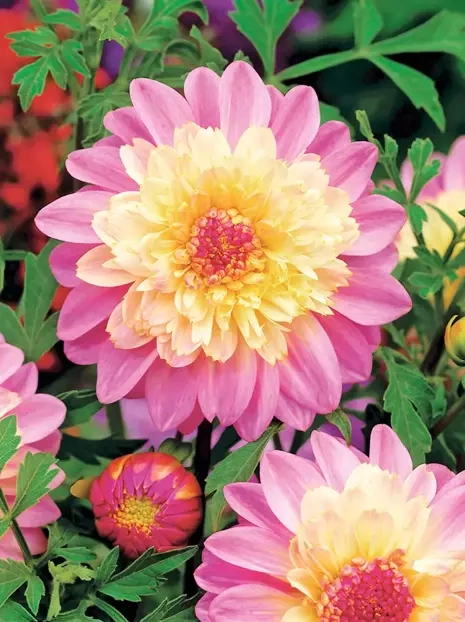 Dalia (Dahlia) 'Lambada'