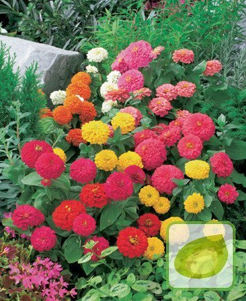 Nasiona Cynia Wytworna Niska Pepito Mix.