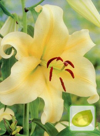 Lilia (Lilium) 'Honeymoon' 1 szt.