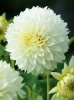 Dalia (Dahlia) 'Myama Fubuki'