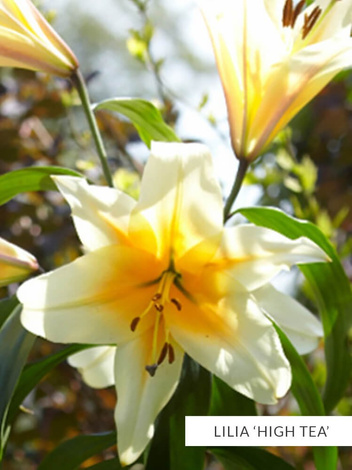 Zestaw Niezwykłe Lilie Drzewiaste Mix - 5 szt.