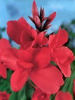 Paciorecznik (Canna) 'Crimson Beauty' 1 szt.