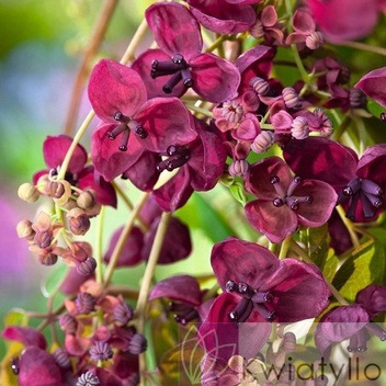 Akebia Pięciolistkowa "Akebia quinata"