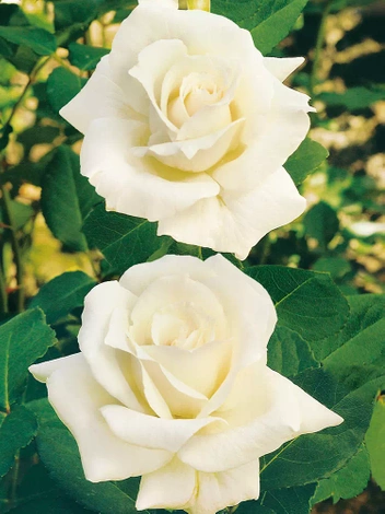 Róża (Rosa) Wielkokwiatowa Biała