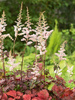 Tawułka (Astilbe) 'Color Flash' 1 szt.