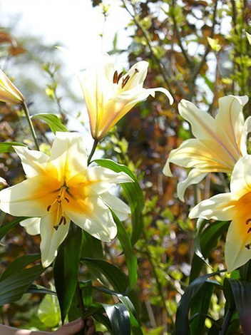 Lilia (Lilium) 'High Tea'