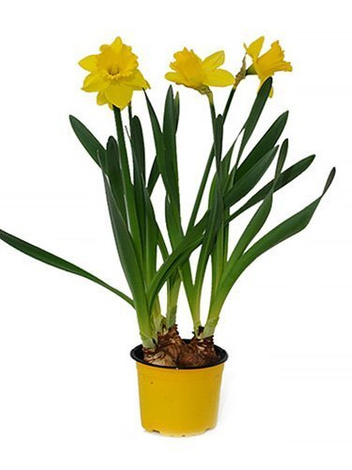 Zestaw Świątecznych Roślin Doniczkowych