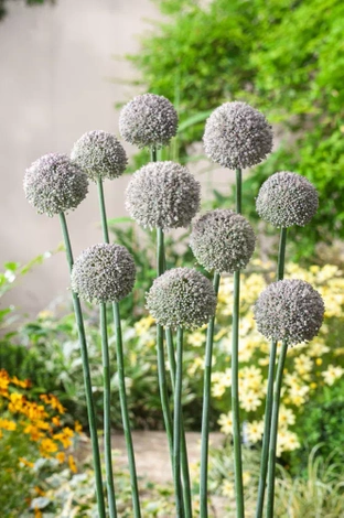Czosnek ozdobny ( Allium ) Ping Pong 10 szt.