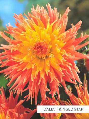 Zestaw Dalie Strzępiaste