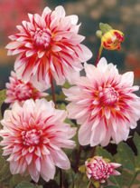 Dalia (Dahlia) 'Caribbean Fantasy'