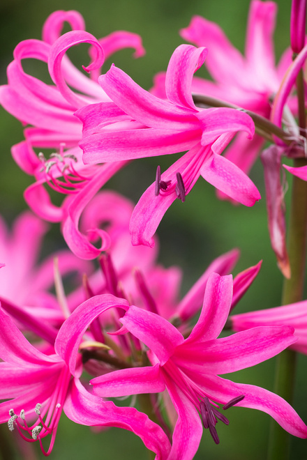 Amarina (Amarine) 'Anastasia'