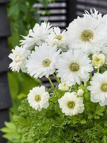 Zawilec (Anemone coronaria) 'Mount Everest' 5 szt.