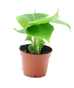 Bananowiec Karłowaty Dwarf Cavendish (Musa acuminata Dwarf Cavendish)