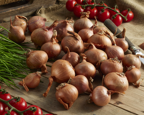 Cebula dymka (Allium) 'Biztro' 250g